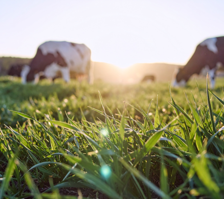EU Livestock Strategy: чому нова стратегія Європейської Комісії є важливим сигналом для України