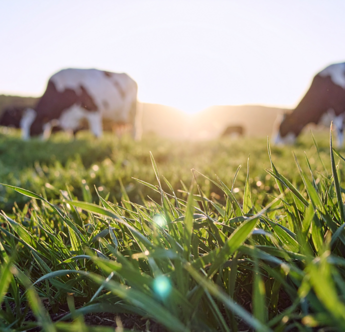 EU Livestock Strategy: why does the European Commission’s new strategy matter for Ukraine
